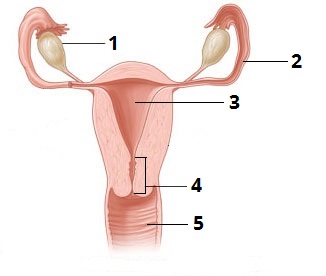 Жіноча цифри1.jpg