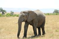 elephant-3363878_960_720.jpg