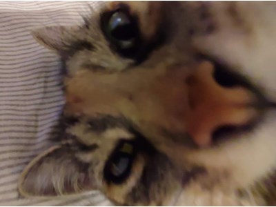 Вікторія Будяк