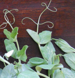 The Pea Leaves.png
