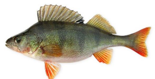 Screenshot 2024-02-13 at 14-35-15 NMT_2024-Biologiya-Demo_sajt.pdf.png