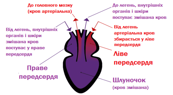 серце.png
