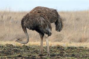 страус3.JPG
