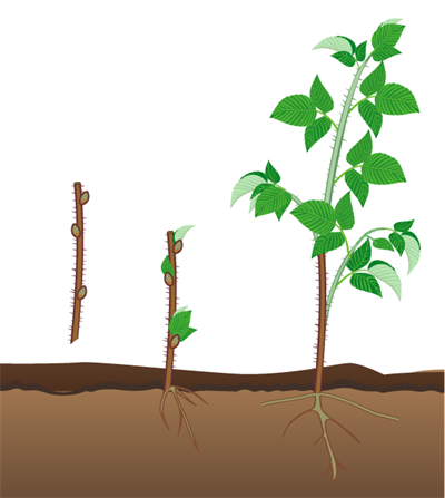 розмноження живцями.png