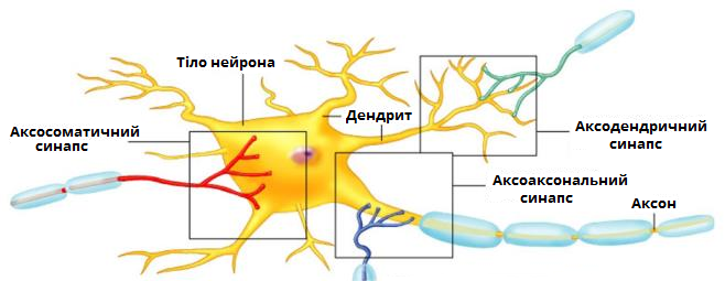 будова нейрона.png