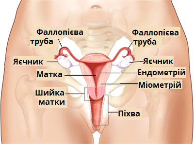 жіночі.png