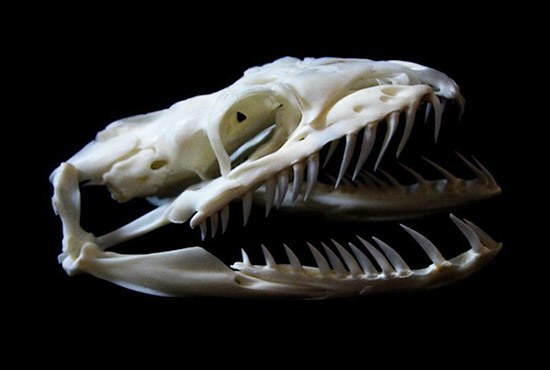 скелет голови.jpg