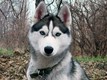 Анастасія Рязанцева