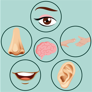 Всі відчуття + мозок.png