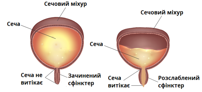 сечовий_міхур2.png