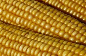 кукурудза.JPG
