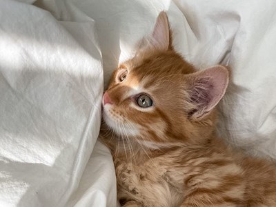 Ілона Горова