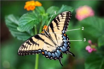 цифри 10-комахи.jpg