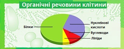 органічні речовини у клітині.jpg