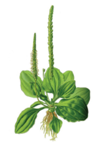 Знімок екрана 2026-04-01 215937.png