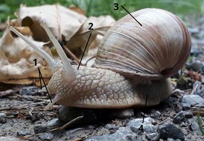 будова равлик7.jpg