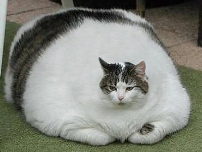 Ярослав Чіжов