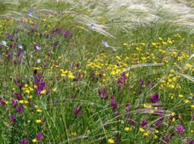 рослини степів.jpg