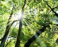 сонце крізь дерева.jpg