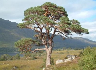 сосна одна.jpg