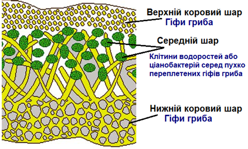 Лишайники будова.png