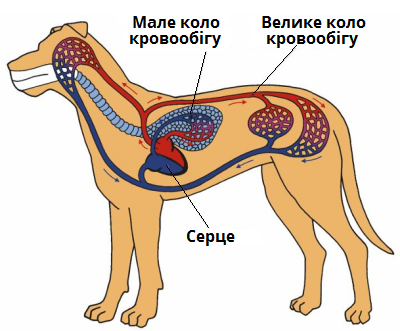 кола кровообігу.png