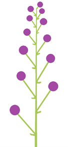 китиця схема5.png