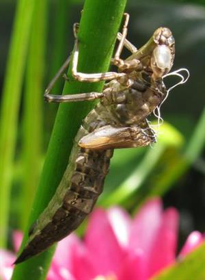 личинка стрекози.jpg