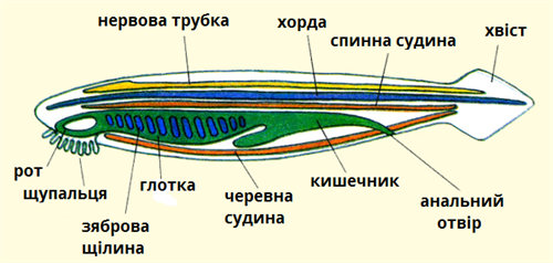 будова підписи ланцетика.png