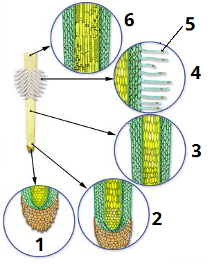 зони кореня цифри2.png