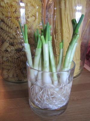 корінь живлення.jpg