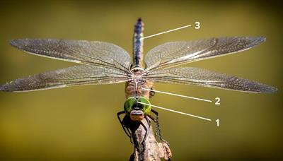 цифри 11-комахи.jpg