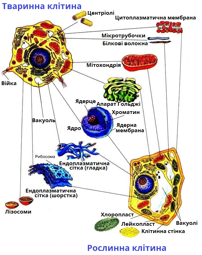 Тваринна клітина01.png