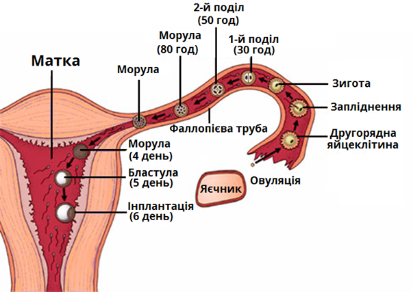 заплідення_схема.png