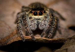 павук очі1.jpg