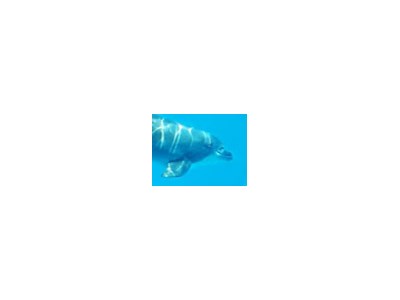 Sk2P1x Пол полсон