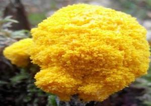 слизовик 6фуліго гнилісний.jpg