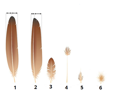 типи піря цифри1.png