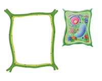 клітинна стінка.jpg