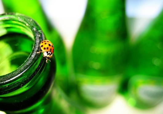 Bug_on_a_bottle_op_800x557.jpg