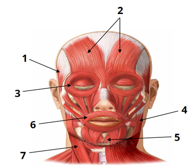 мязи голови цифри1.png