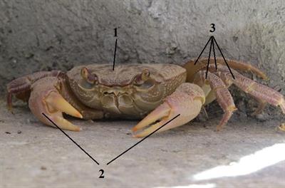 краб цифри4.jpg