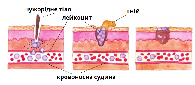 дія_лейкоцитів.png