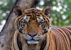 хижі котячі16.jpg