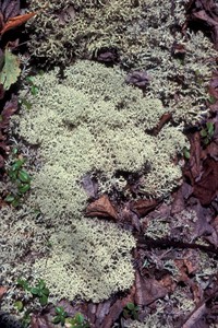 Cladonia_rangiferina.jpg