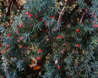 тис ягідний.jpg