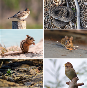 Ресурс 4ll33.png