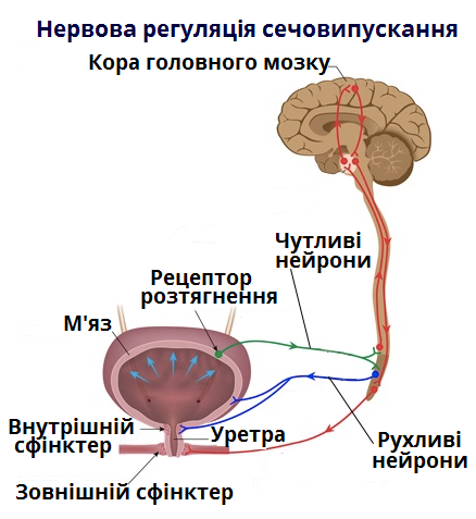 регуляция-мочеиспускания.png