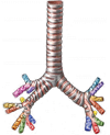 трахея.png