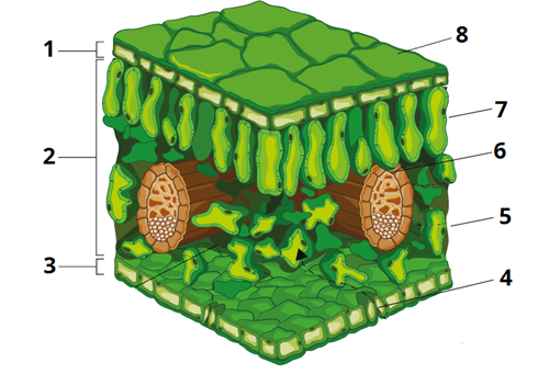 Клітина будова листка цифри10.png